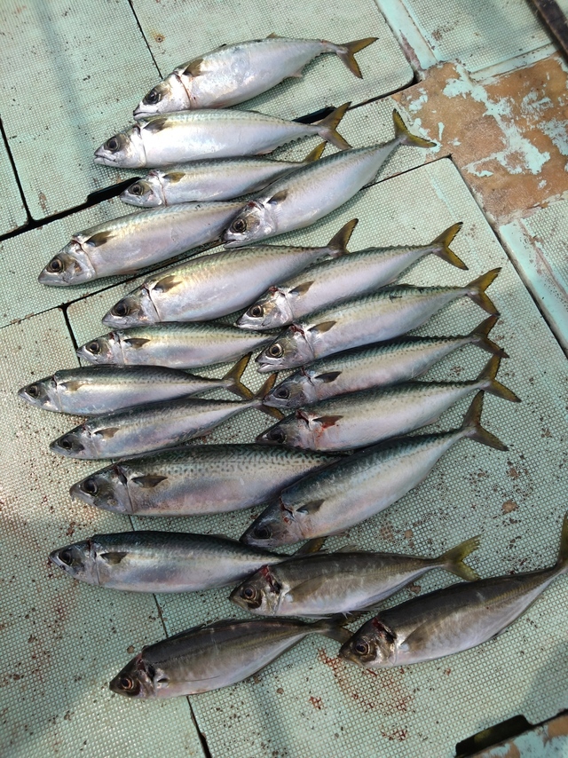 アジ(マアジ)・サバ(マサバ)