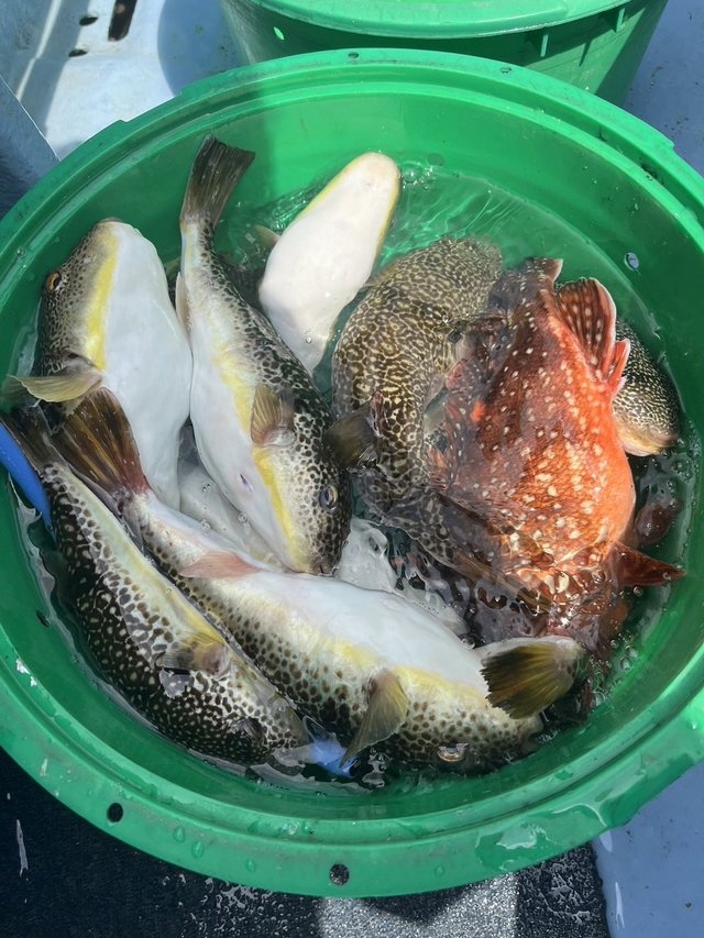 ショウサイフグ