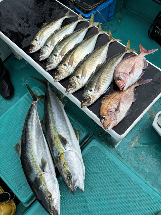 マダイ・マアジ・ブリ