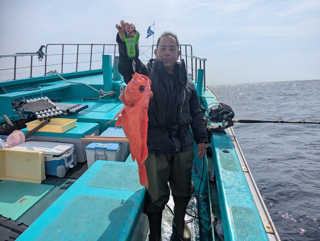 ベニアコウ(オオサガ)