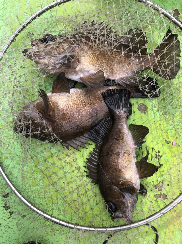 クロメバル(メバル)