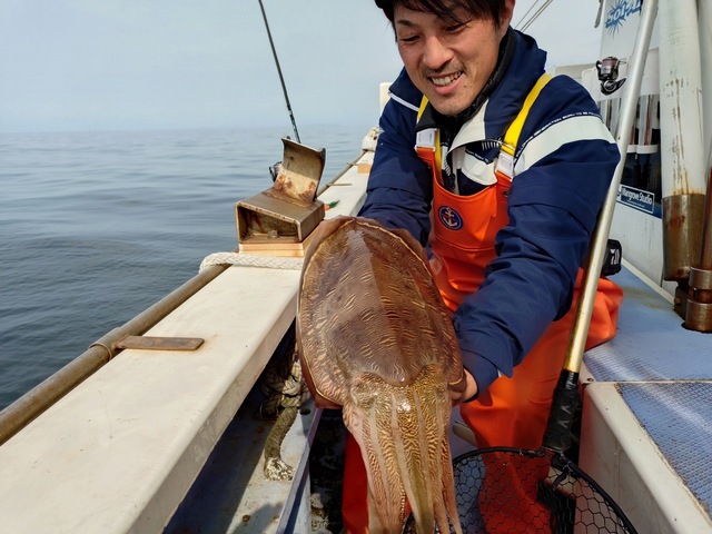 モンゴウイカ(カミナリイカ)