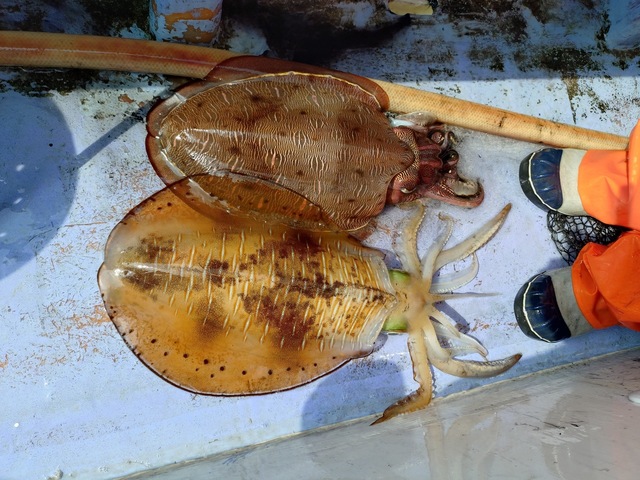 アオリイカ・モンゴウイカ(カミナリイカ)