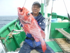 ベニアコウ(オオサガ)