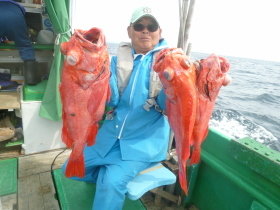 ベニアコウ(オオサガ)