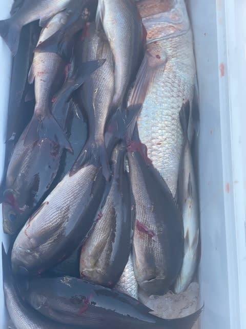 マダイ・イサキ