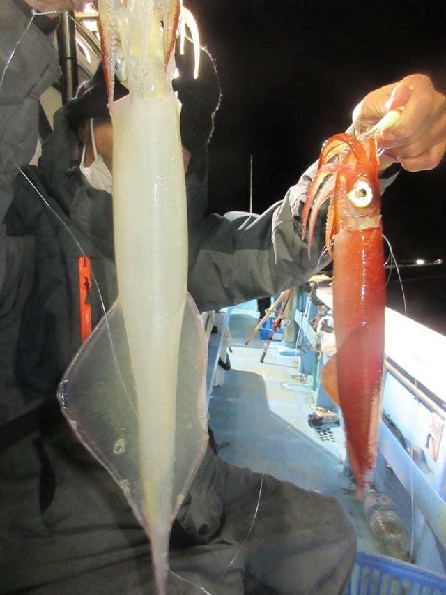 ヤリイカ・マイカ(ケンサキイカ)