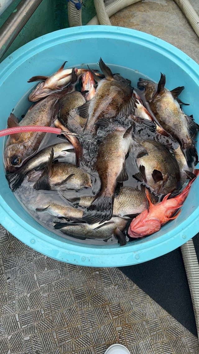 カサゴ・メバル