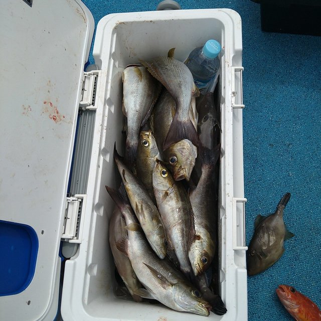 イサキ・ウマヅラ(ウマヅラハギ)