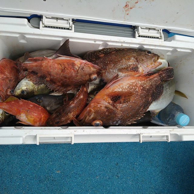 ガシラ(カサゴ)