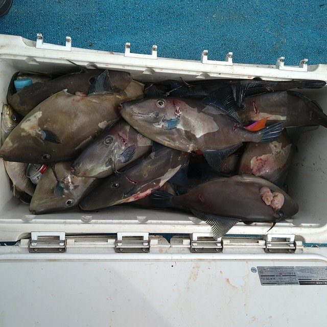 ウマヅラ(ウマヅラハギ)