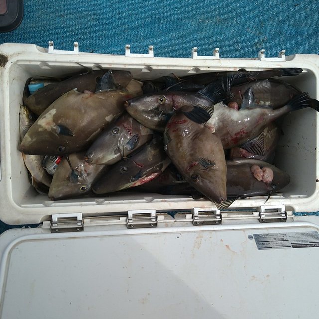 ウマヅラ(ウマヅラハギ)