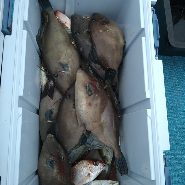 ウマヅラ(ウマヅラハギ)