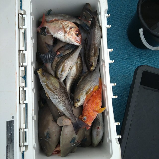 イサキ・ガシラ(カサゴ)・ウマヅラ(ウマヅラハギ)