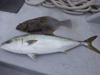 カンパチ・ヒラメ