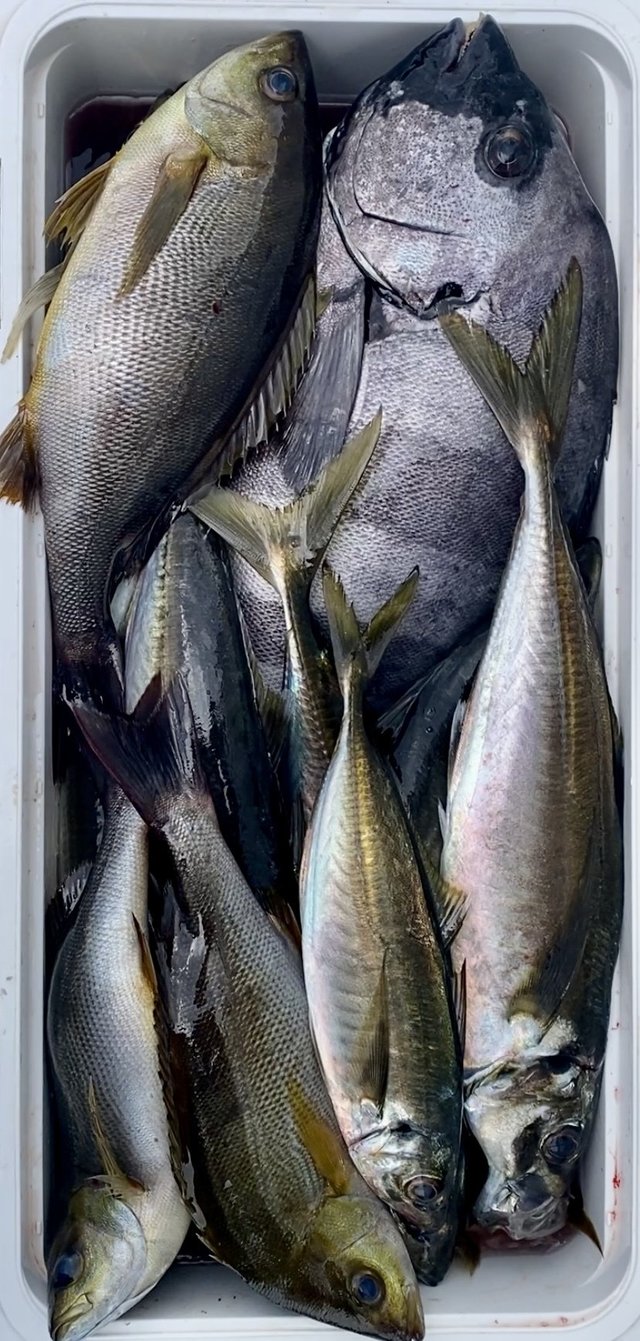 イシダイ・アジ(マアジ)・イサキ