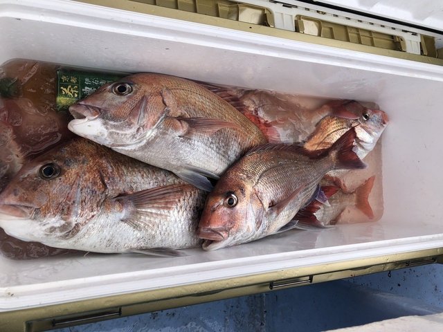 マダイ・ハナダイ(チダイ)