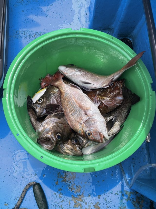 マダイ・カサゴ・マゾイ(キツネメバル)