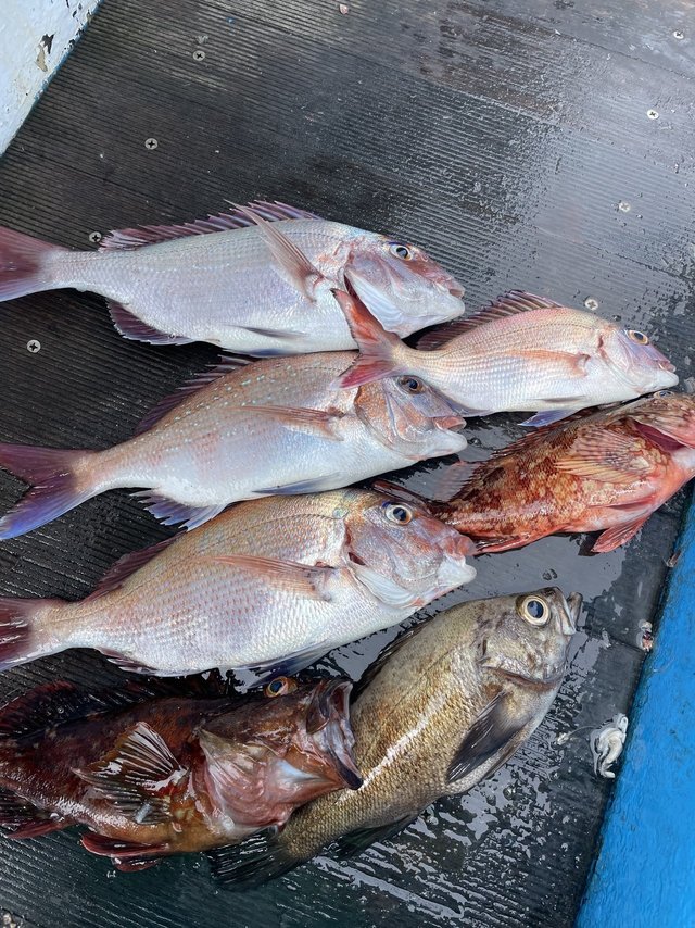 マダイ・カサゴ・メバル・マゾイ(キツネメバル)