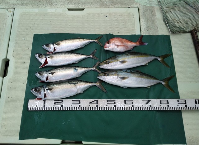 マダイ・ツバス(ブリ)・マサバ