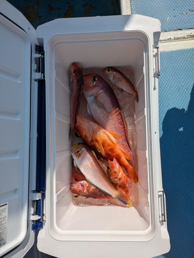 アマダイ(アカアマダイ)