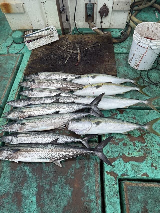 ハマチ(ブリ)・サワラ