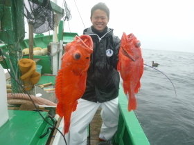 ベニアコウ(オオサガ)