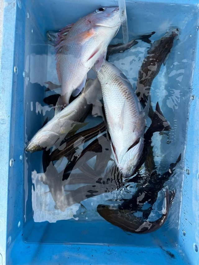 マダイ・イサキ