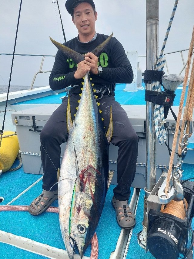 キハダマグロ(キハダ)