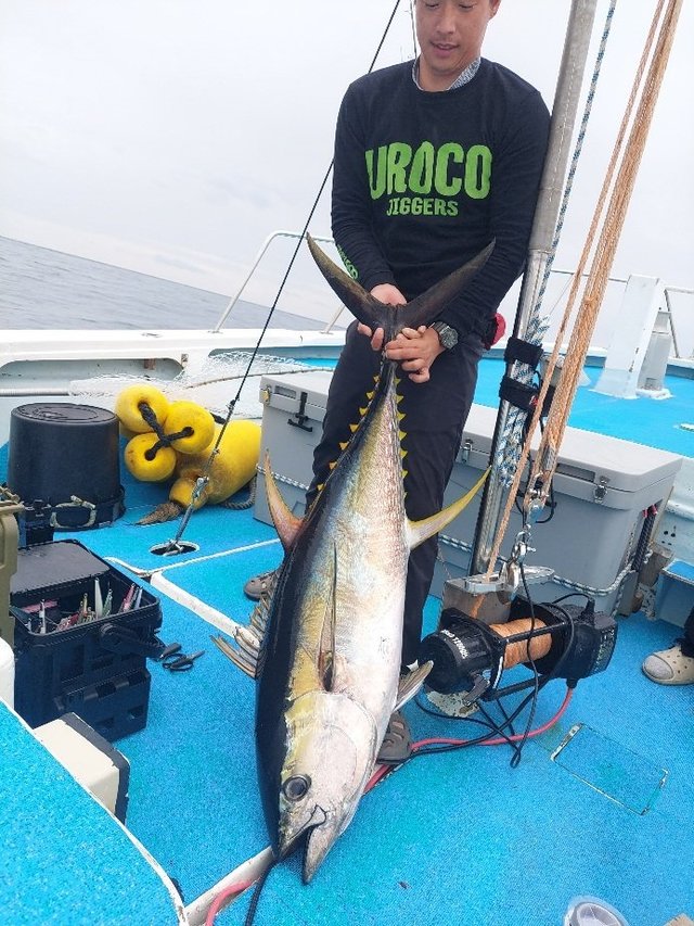 キハダマグロ(キハダ)