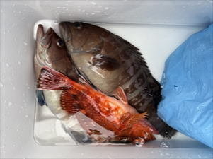 マハタ・カサゴ