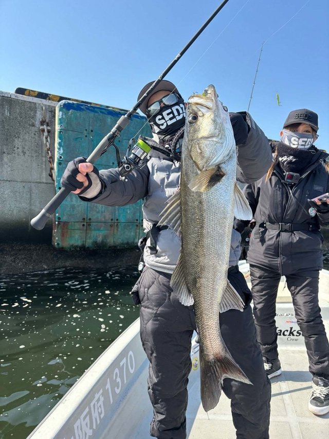 シーバス(スズキ)