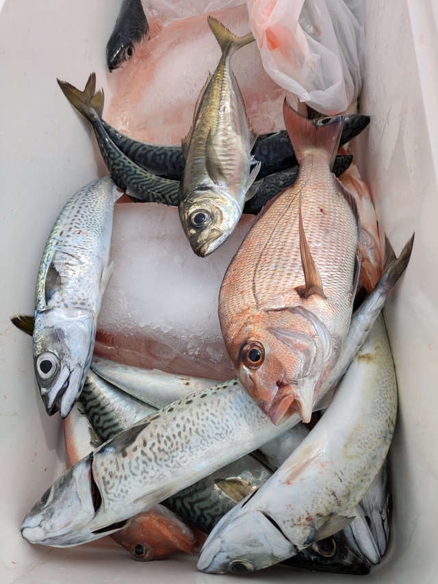 マダイ・アジ(マアジ)・サバ(ゴマサバ)