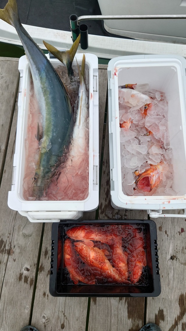 ハマチ(ブリ)・カサゴ