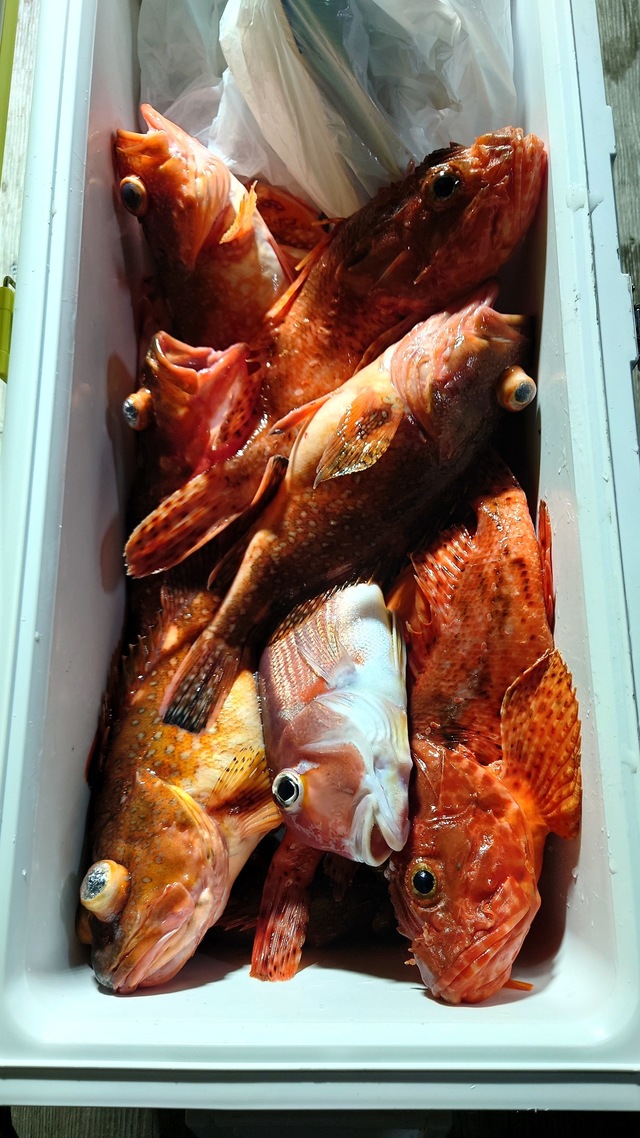 アマダイ(アカアマダイ)・カサゴ