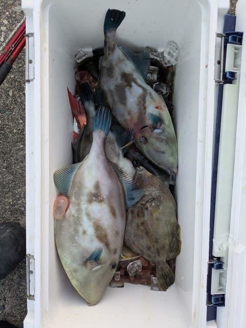 ウマズラハギ(ウマヅラハギ)・マルハギ(カワハギ)