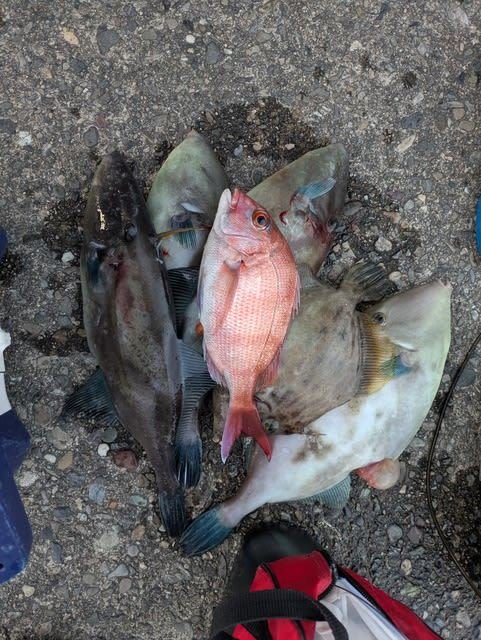 コダイ(マダイ)・ウマズラハギ(ウマヅラハギ)・マルハギ(カワハギ)