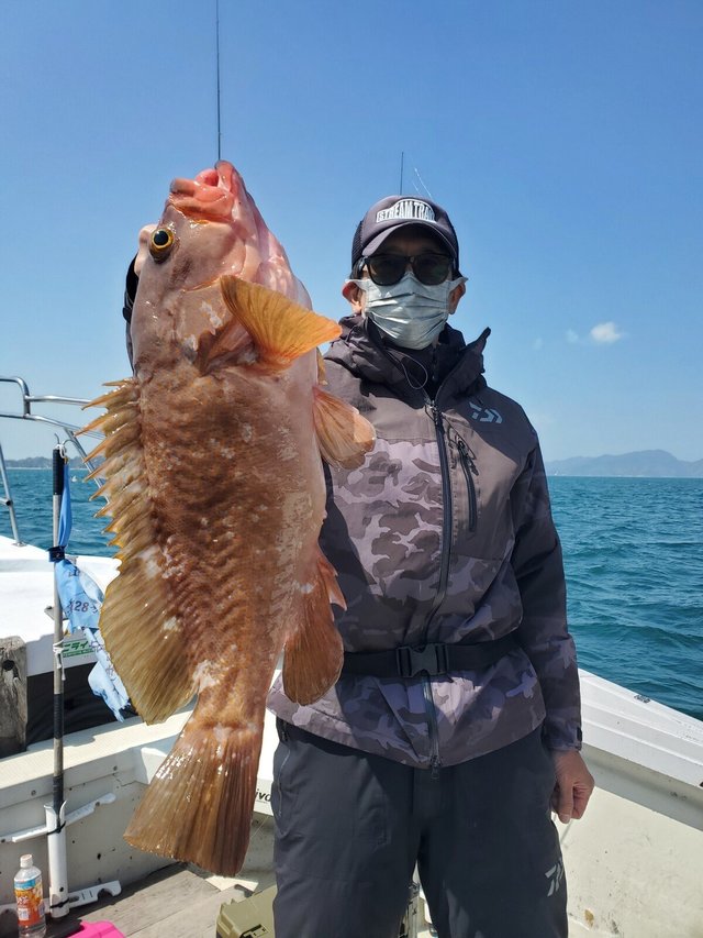 アコウ(キジハタ)