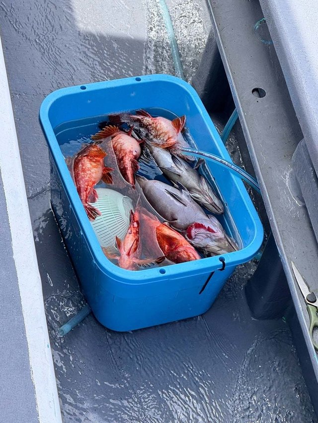 マハタ・カサゴ