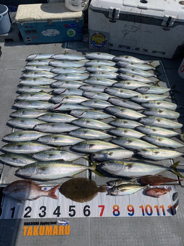 マダイ・アジ(マアジ)・ハマチ(ブリ)・メジロ(ブリ)・ヒラメ