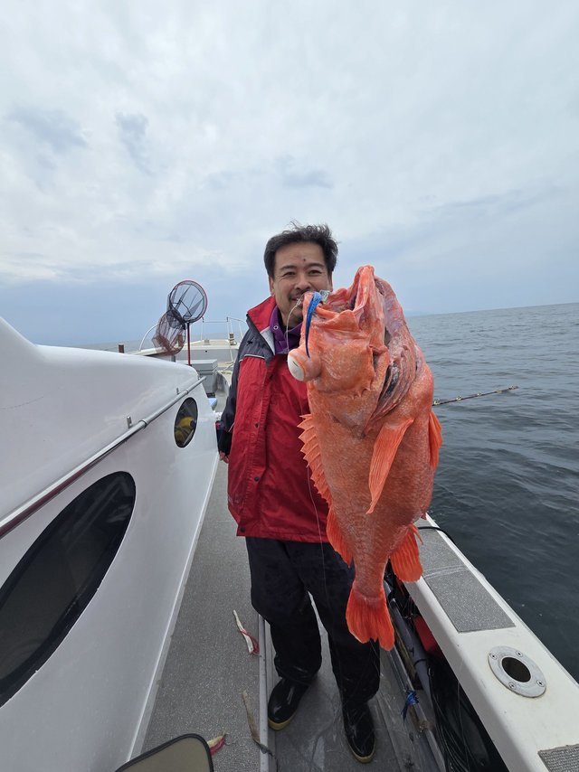 ベニアコウ(オオサガ)