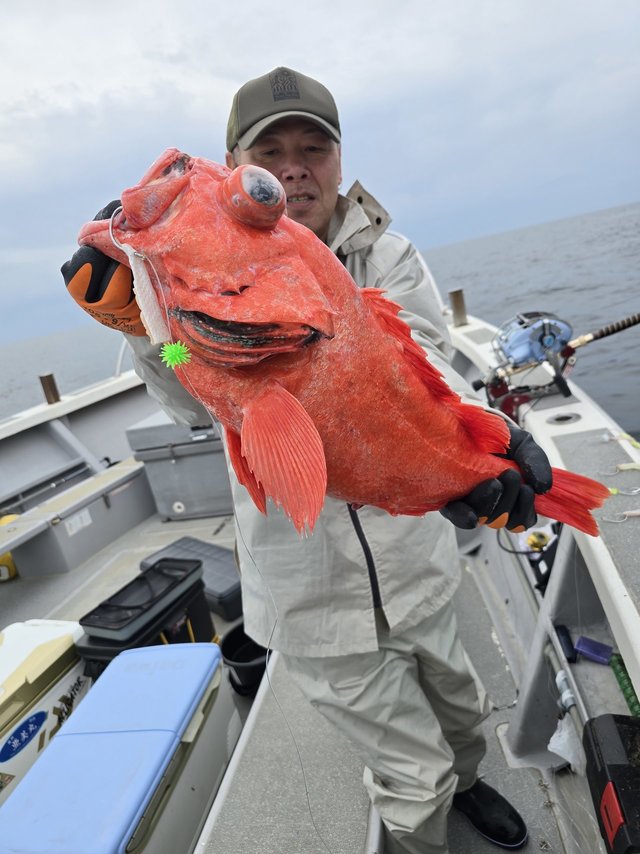 ベニアコウ(オオサガ)