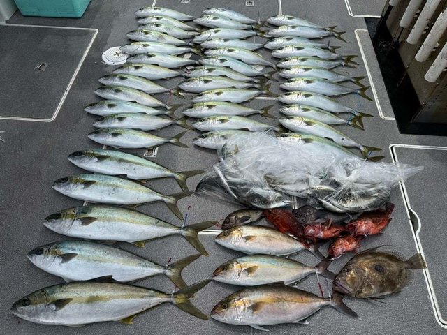 ヒラマサ・シオ(カンパチ)・カサゴ・マトウダイ