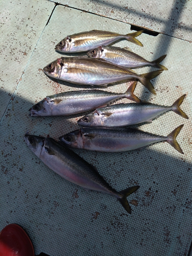 アジ(マアジ)・サバ(マサバ)