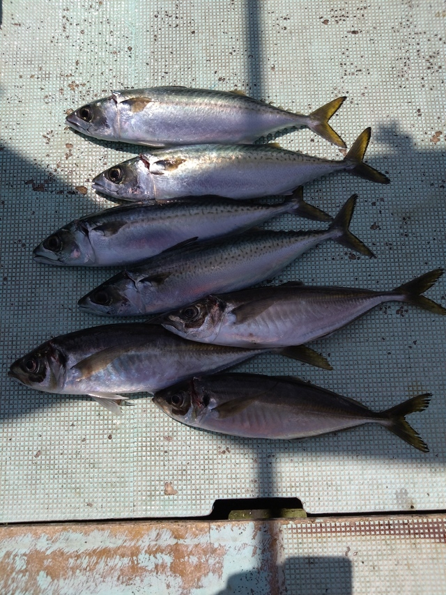 アジ(マアジ)・サバ(マサバ)