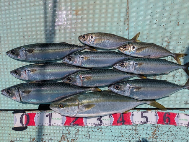 アジ(マアジ)・ハマチ(ブリ)・マサバ