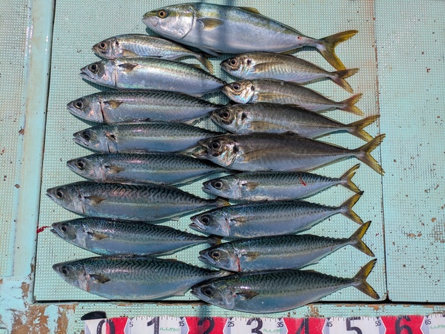 アジ(マアジ)・ハマチ(ブリ)・マサバ