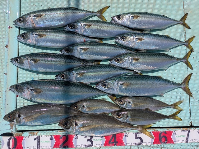 アジ(マアジ)・マサバ