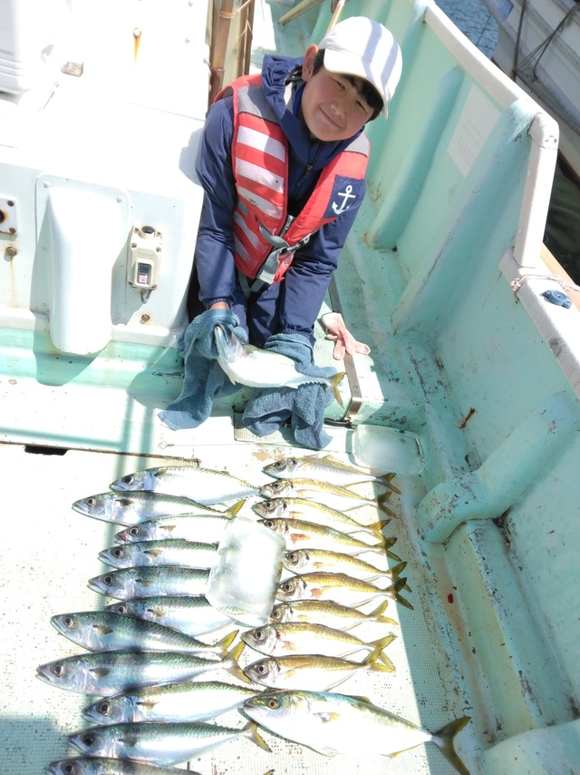 マアジ・ツバス(ブリ)・マサバ