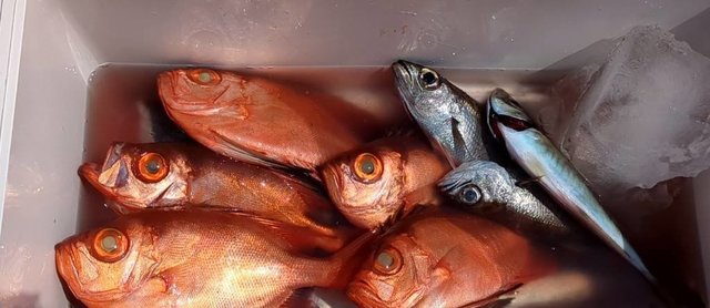 キントキ(チカメキントキ)